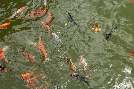 一群美丽的科伊鱼 在自然清澈的池塘中游泳动物金子白色黄色花园锦鲤橙子红色鸭子金鱼图片