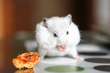 想吃苹果的可爱滑稽白色仓鼠头发老鼠婴儿宏观动物惊喜乐趣胡须鼻子哺乳动物图片