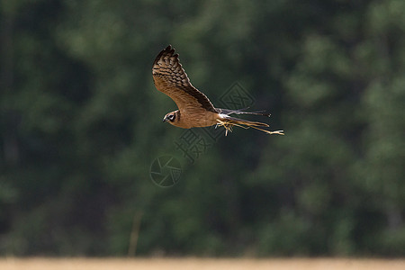 小麦田的马戏团荒野环境野生动物地面翅膀猎物飞行女性少年航班图片