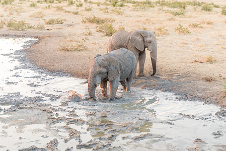 非洲大象在水坑里掀起泥土 进行泥浴图片