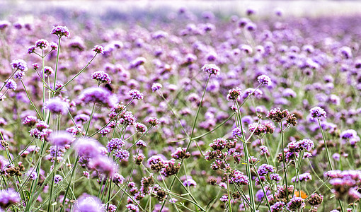 草地上的紫花朵叶子花园花瓣阳光农业土地植物群紫色植物园艺图片
