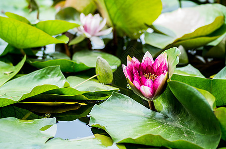 湖中闪亮莲花植物蓝色水库天空花园季节热带公园池塘叶子图片