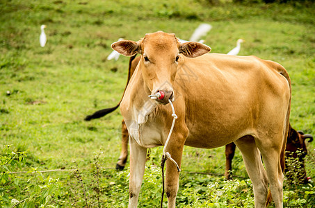 草地上的棕牛奶制品哺乳动物国家蓝色场地男性农场牧场农业牛奶图片