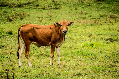 草地上的棕牛奶牛食物牛角农场女性牛奶牛肉动物金发女郎农民图片