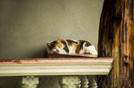 猫咪躺在阳台上眼睛宠物动物窗户天堂房子毛皮木头街道温泉图片