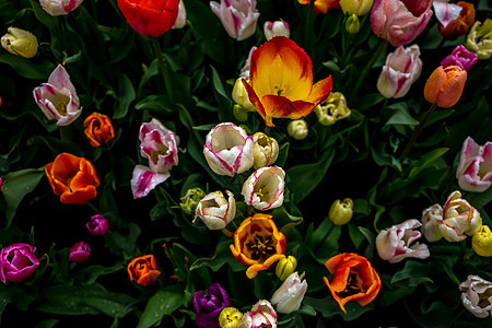 具有美丽背景的色彩多彩的郁金花花瓣花束园艺照片兰花水仙花场地旅行花园植物图片