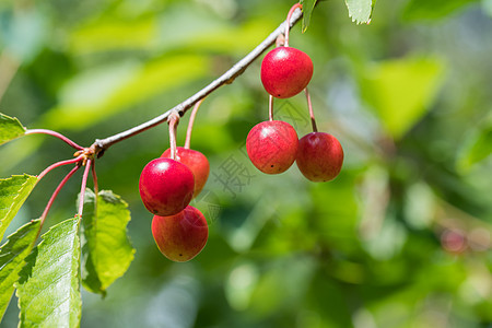 生长的樱桃特写甜点红色绿色食物花园叶子水果枝条果园图片