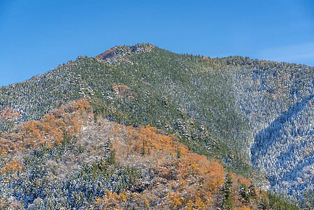 秋季森林景观爬坡分支机构季节公园橙子人行道叶子树木风景果园图片