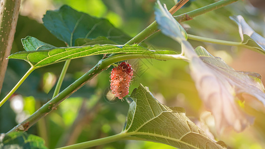 成熟木浆果水果收成美食植物花园食物季节红色黑色营养叶子图片
