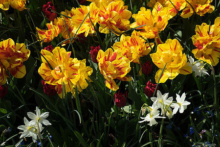具有美丽背景的色彩多彩的郁金花园艺郁金香植物照片场地水仙花灯泡植物群公园花瓣图片