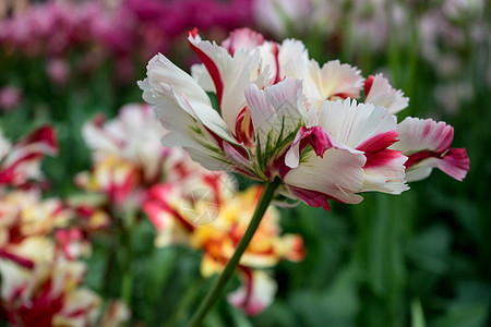 夏季日花朵多彩的郁金花 背景美丽花园特丹花束园艺花瓣场地植物群公园花坛灯泡图片