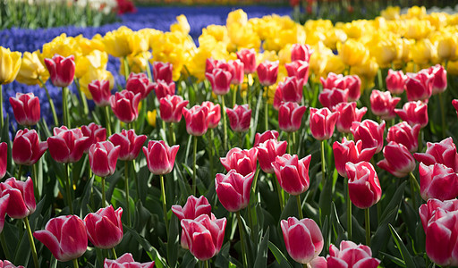 在阳光明媚的日子里 有着美丽背景的多彩郁金花朵郁金香花瓣花坛花束植物公园照片园艺花园场地图片