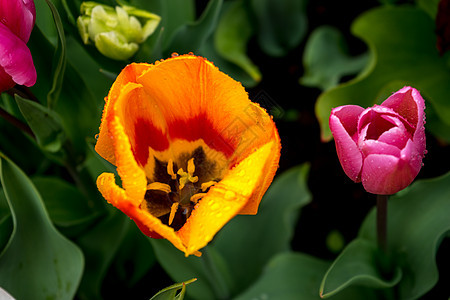 色彩多彩的郁金香花朵 在阳光明媚的日子里 有着美丽的背景花园公园花束花坛兰花园艺照片场地花瓣植物群图片