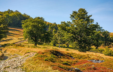 穿过山坡上的山脚林地面小路海拔顶峰驼峰公园爬坡环境国家资源图片