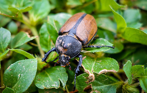 Scarab 近端视图昆虫学天线动物群鞘翅目昆虫黑色宏观动物学白色漏洞图片