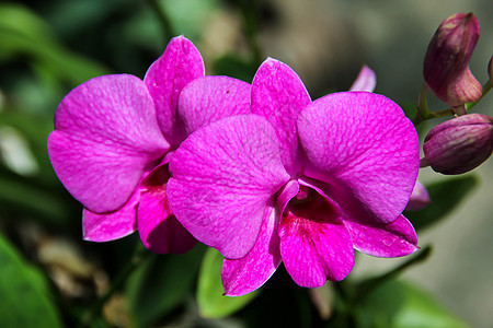 特写紫色兰花图片