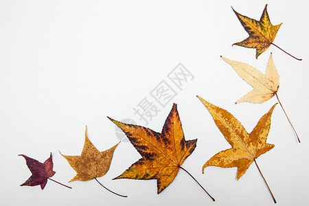 五颜六色的秋天树叶背景红色植物叶子黄色白色橙子图片