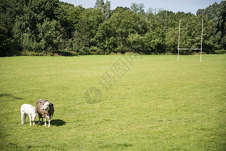 绿地上的牛动物群绿色牛奶牛肉牧场黑色配种奶制品动物草原背景图片