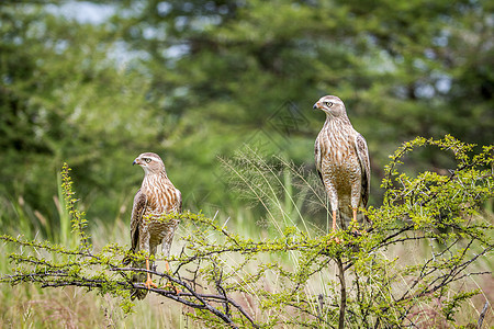 坐在树枝旁的两只白种老鹰公园猎物鸟类沙漠大草原猎鹰苍鹰荒野季节天线图片