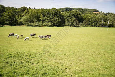 绿地上的牛牛奶牛肉绿色蓝色农场动物群奶制品草原黑色环境背景图片