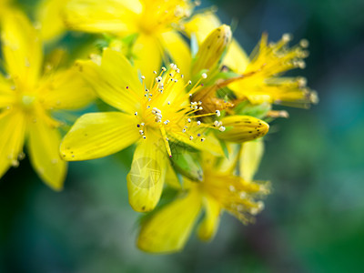 美丽的紧闭黄色花朵野生花瓣图片