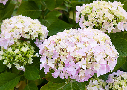 美丽的白花花头和绿色叶子背草图片