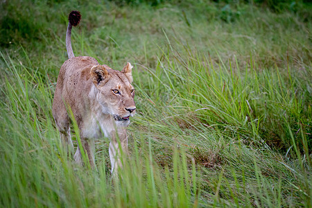 雌狮子在草地上行走国王生物大猫丛林豹属猎人食肉领导者动物女性图片