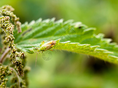 在绿叶边缘休息的昆虫 外面绿色 特写图片