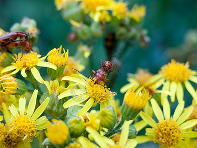 两只士兵甲虫在黄色花朵的外边互相顶上图片