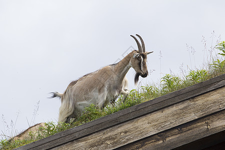 山羊在诺韦的屋顶上场地生意农场有机农场家畜牧场羊群森林风光田园图片