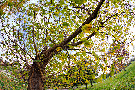 城市公园中的树木公园植物森林人行道叶子内衬风景花园大街绿色图片