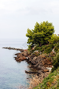 旧松树木头植物森林悬崖旅行海景岩石蓝色天空海岸图片