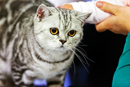 猫类毛皮小猫头发猫科动物哺乳动物眼睛猫咪展览友谊动物图片