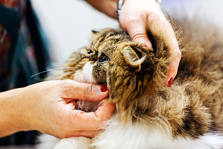 猫类哺乳动物猫科动物动物小猫猫咪友谊头发毛皮宠物眼睛图片