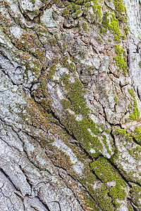 树皮结构树木音调苔藓色彩风景金子季节草地叶子公园图片
