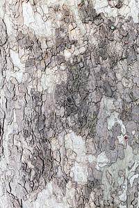 高度详细的树皮纹理叶子戏剧性草地树木公园金子苔藓旅行环境森林图片