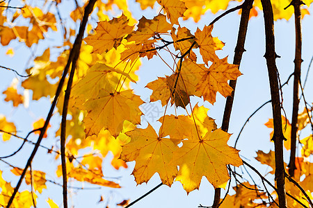 秋天黄叶叶子公园橙子森林日落植物群活力季节性季节晴天图片