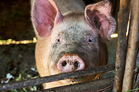 猪圈里的猪鼻子粉色猪肉乡村猪舍团体家畜动物农场食物图片