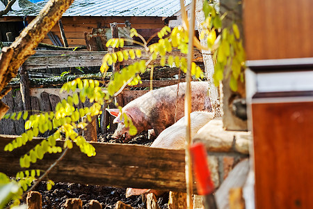 猪圈里的猪小猪家畜食物猪舍粉色动物哺乳动物团体农场猪肉图片
