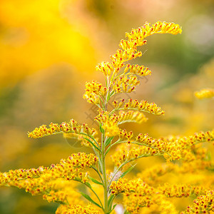 金律的黄田花 弥漫着迷雾花序宏观杂草黄色绿色场地金子荒野叶子花瓣图片