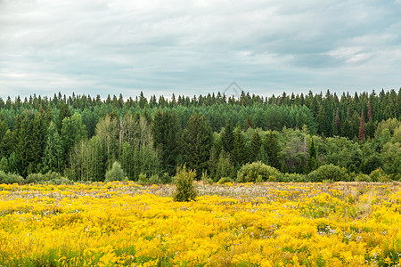 黄金之花的田地天空木头杂草黄色宏观场地植物群荒野叶子金子图片