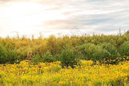 黄金之花的田地场地植物天空木头花序绿色黄色宏观花瓣杂草图片