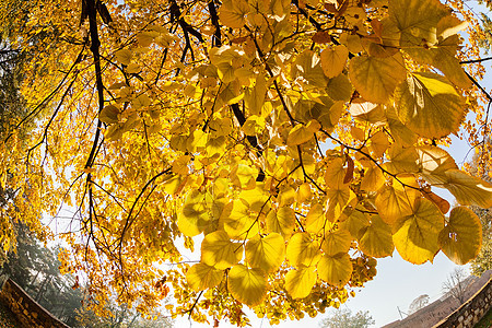 秋天黄叶日落太阳晴天季节性季节植物活力叶子黄色环境图片