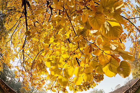 秋天黄叶叶子公园植物黄色晴天太阳季节植物群森林墙纸图片