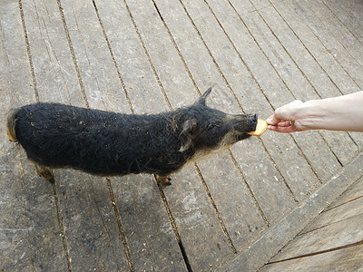 食食黑猪图片