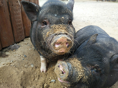 两只黑猪尾巴公猪小猪食物农业毛皮谷仓动物鼻子猪圈图片