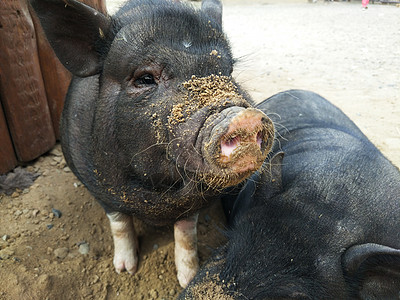 两只黑猪公猪小猪哺乳动物谷仓猪肉鼻子猪圈动物农业毛皮图片