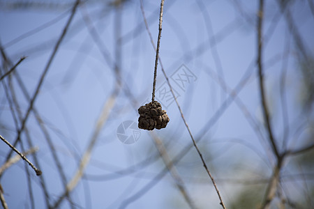 Cypress 树种种子环境湿地假期季节树木公园沼泽植物场景荒野图片