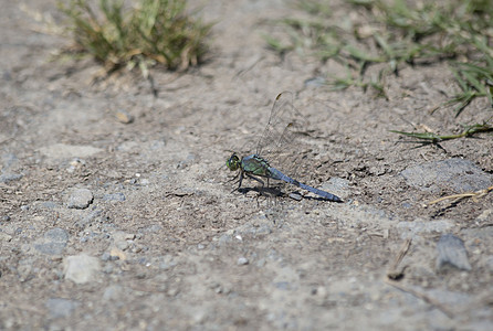 野马庞鹰龙凤漏洞生态蓝色昆虫蜻蜓翅膀生物学昆虫学男性野生动物图片