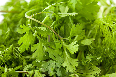 Coriander 以白色背景隔离果园树叶植物沙拉芳香维生素香菜宏观叶子食物图片